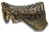 Fossil Woolly Mammoth Molar - Siberia #259934-2